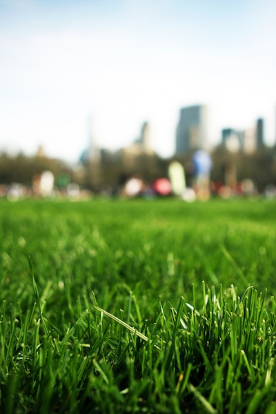 Sheep meadow