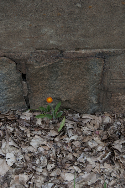 Orange Flower Growing Out of the Street